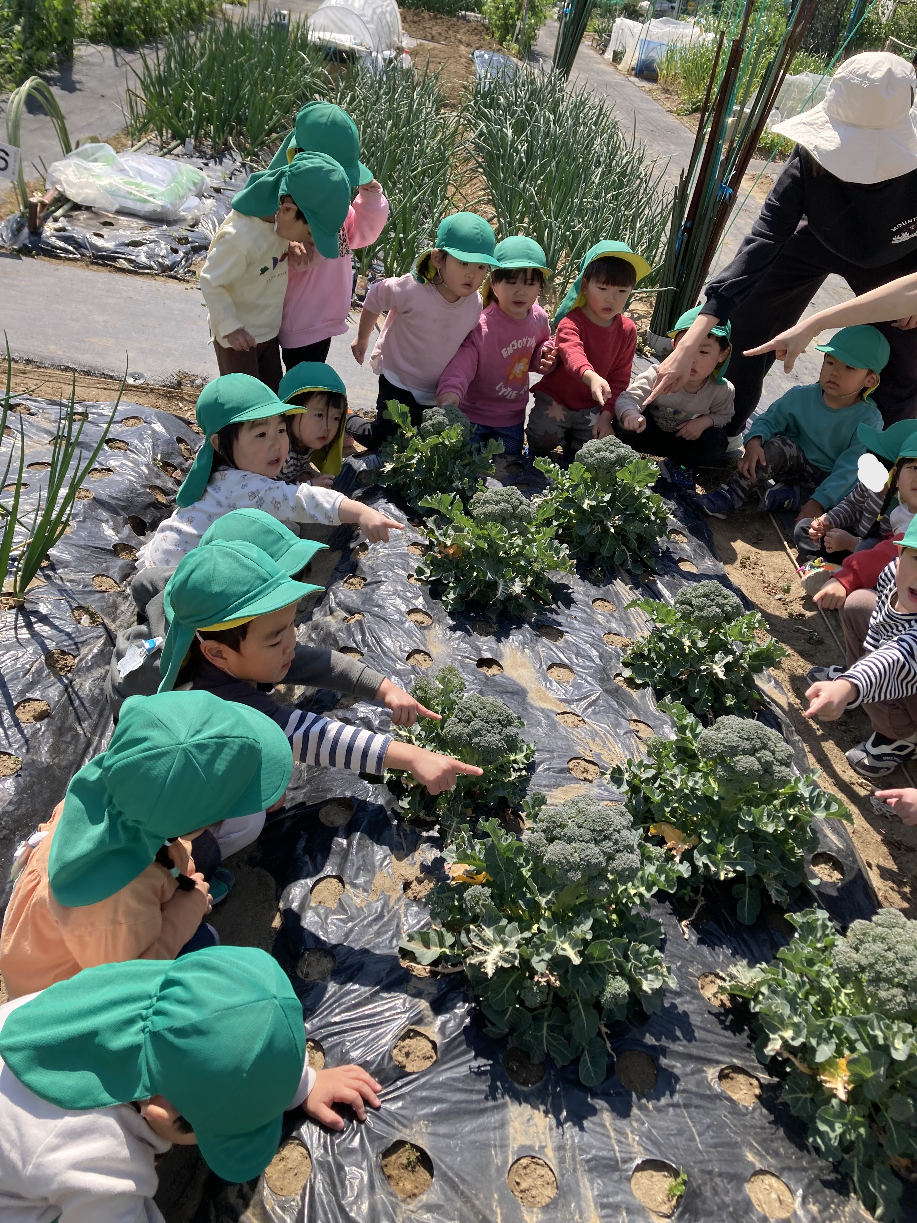 2歳　ブロッコリー収穫２.JPG
