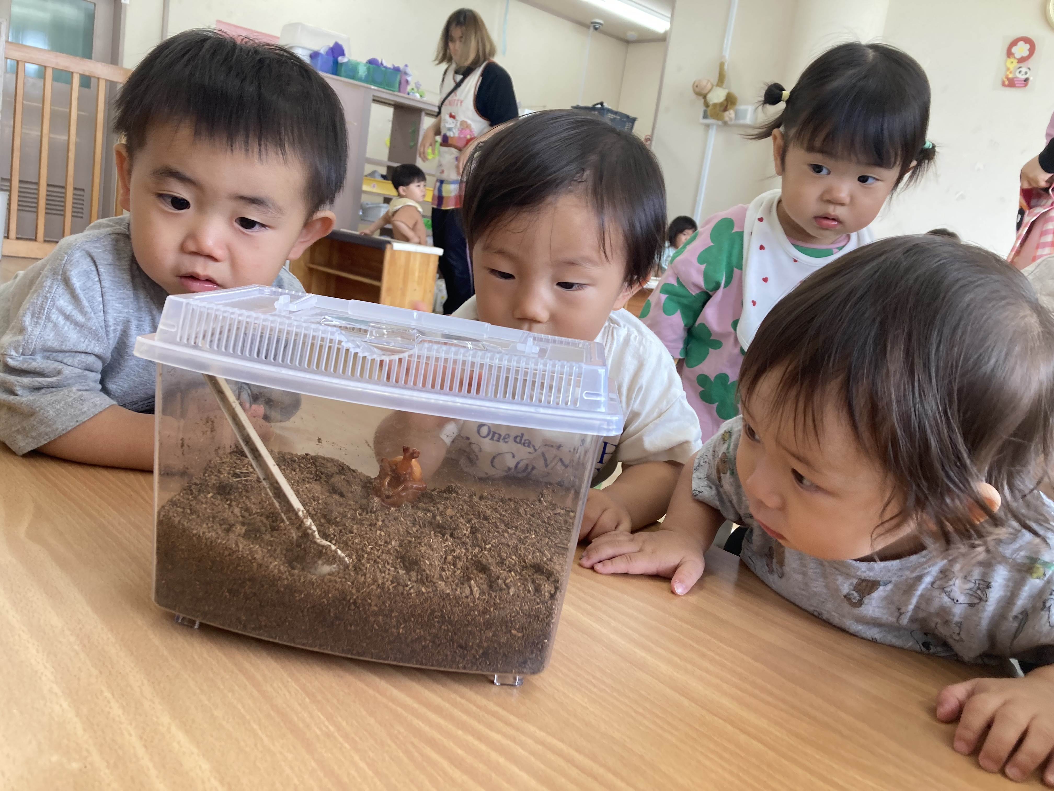 カブトムシ①.JPG