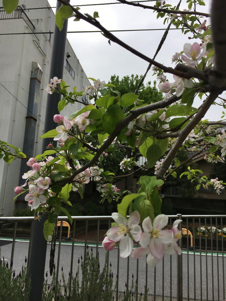 リンゴの花.JPG