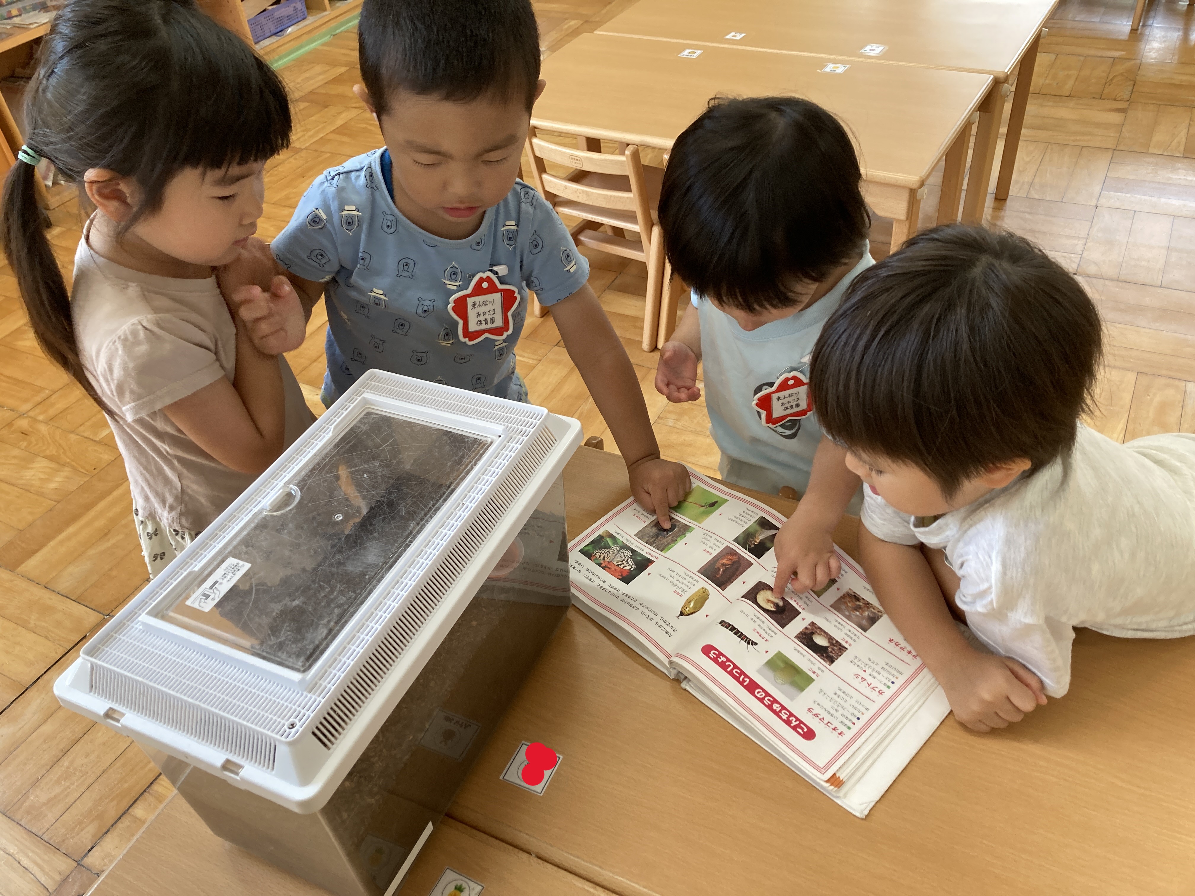 すみれ組☆カブトムシになったよ！ | 東小松川おひさま保育園 | 社会