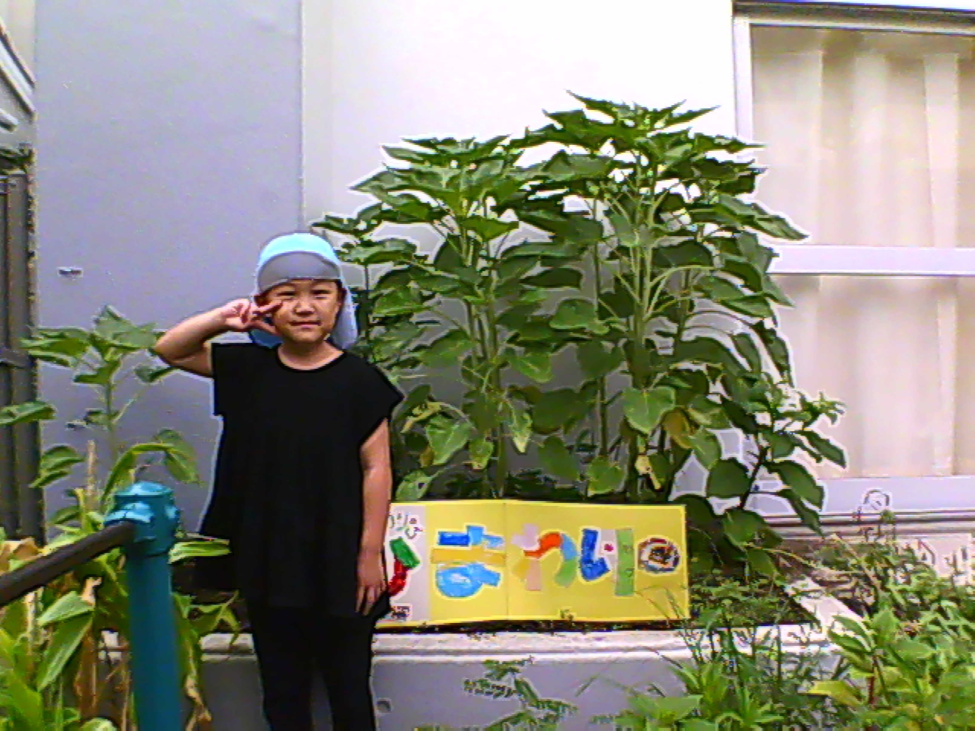 himawari03.jpg