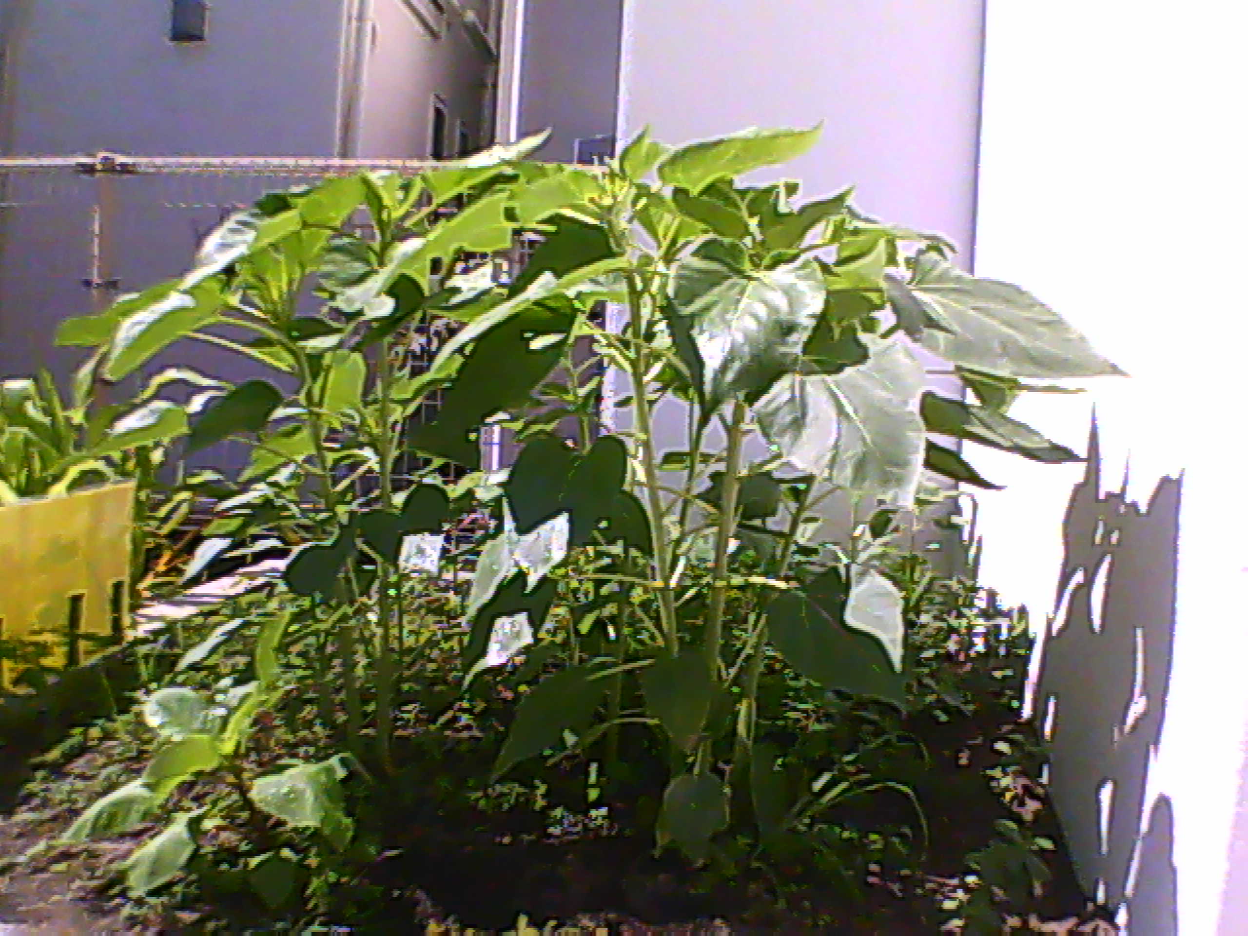 himawari02.jpg