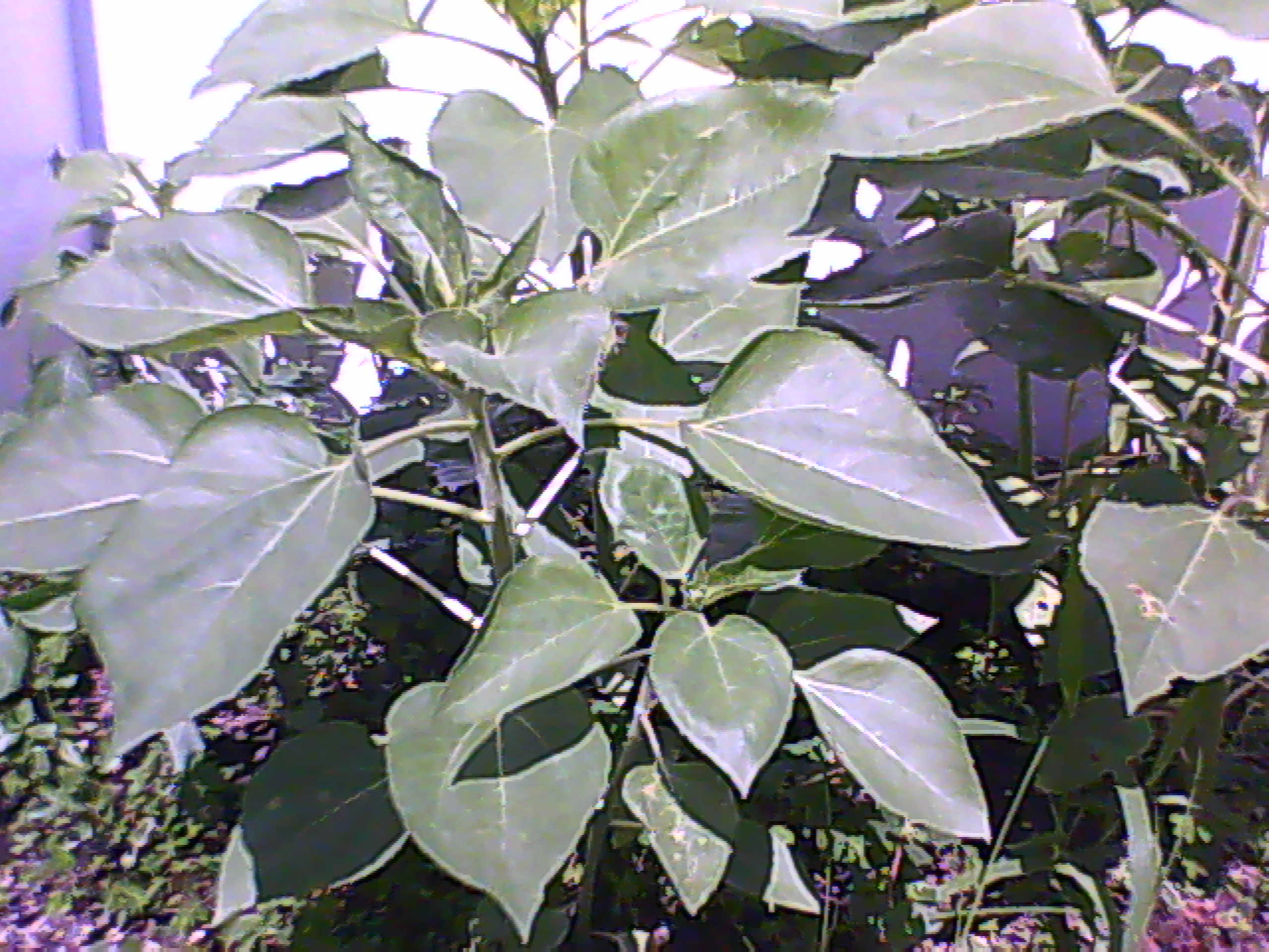 himawari01.jpg