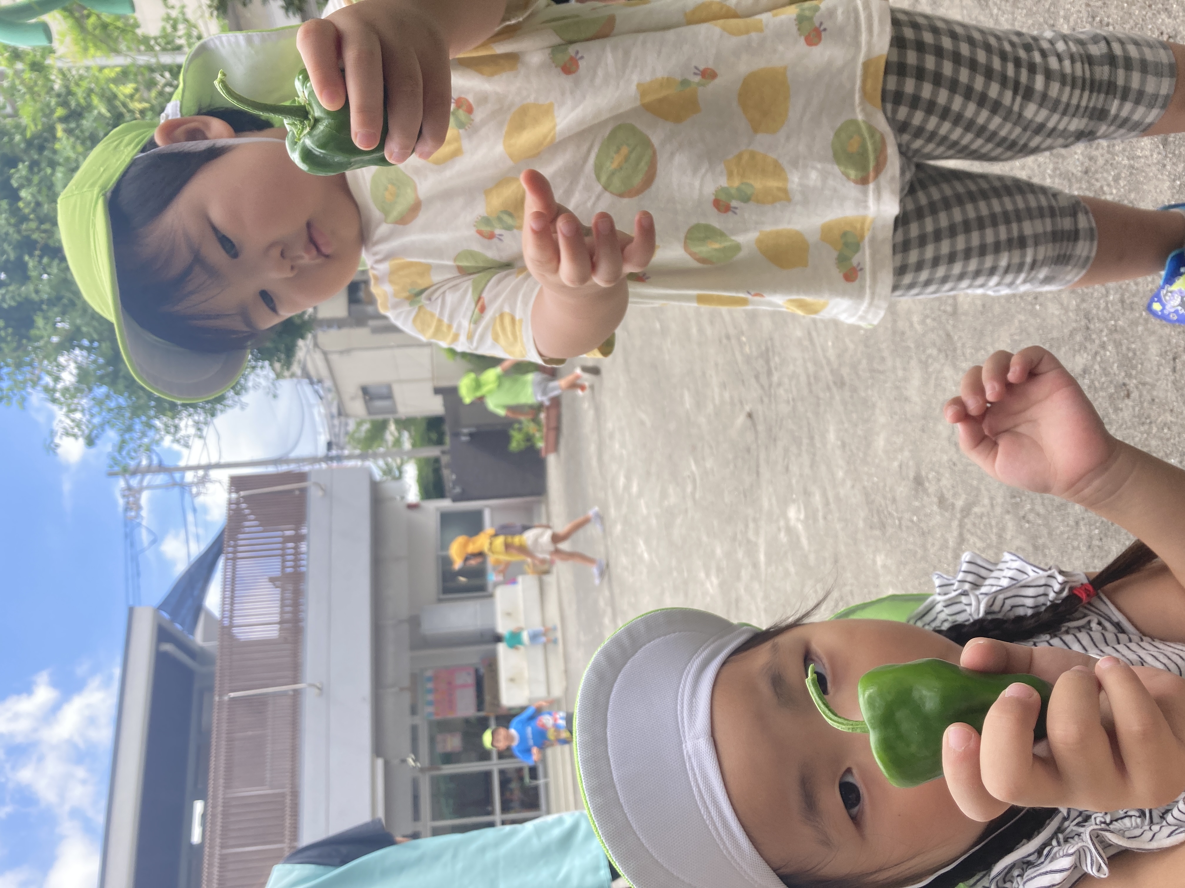 ピーマンとれたよ.JPG