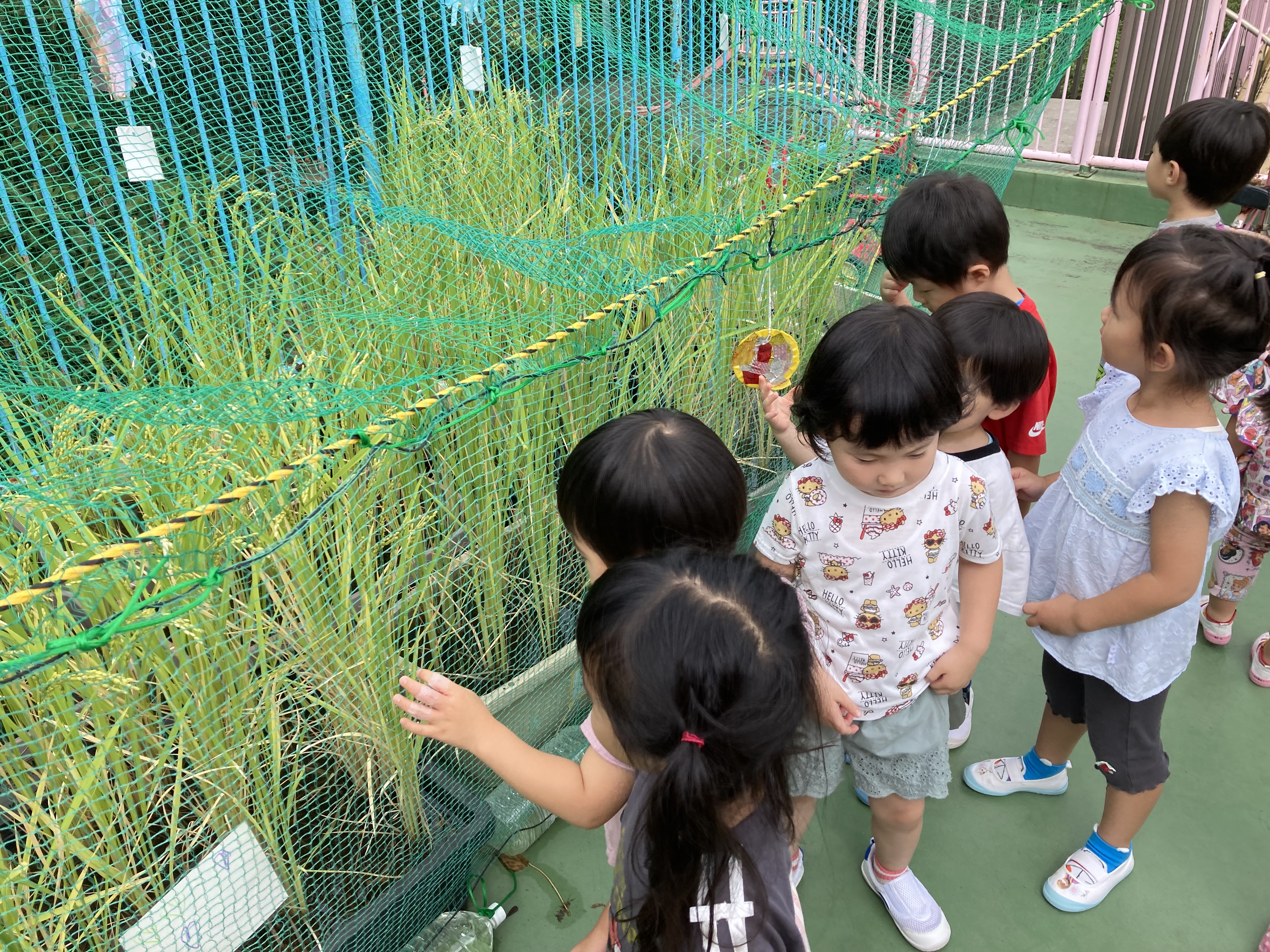 ３歳　稲.JPG